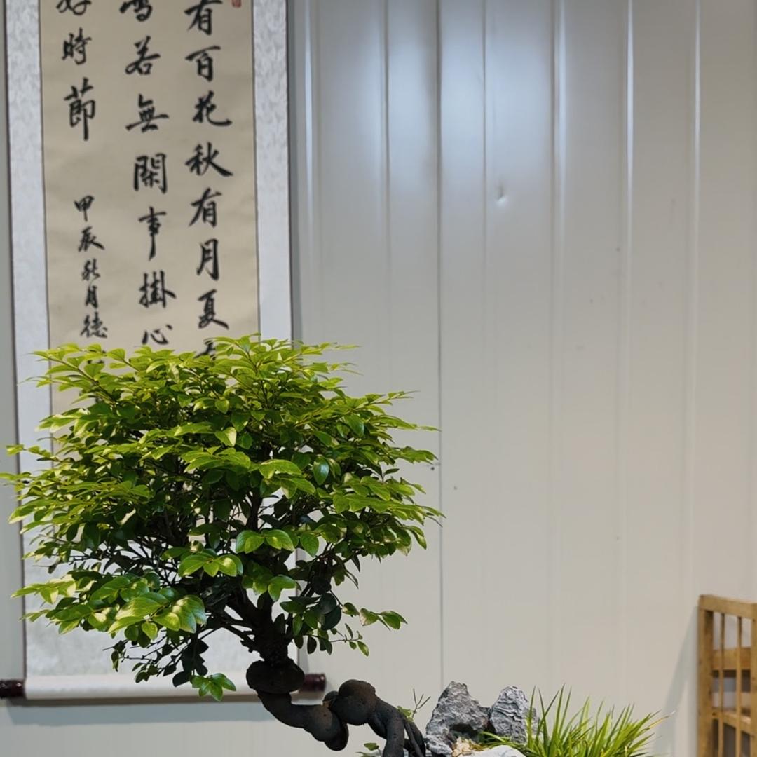 有间园艺精品小盆栽基地