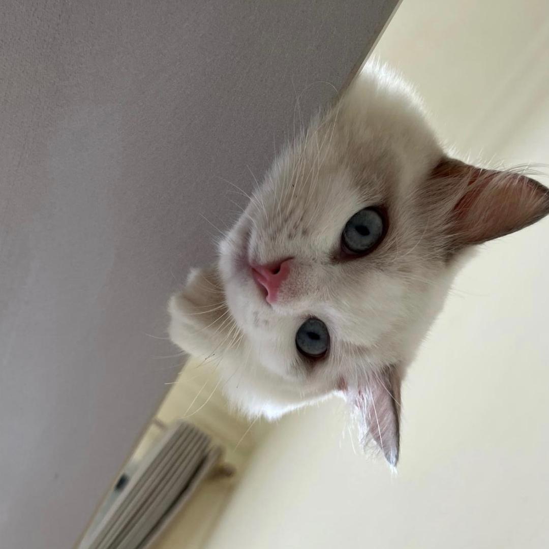 小御