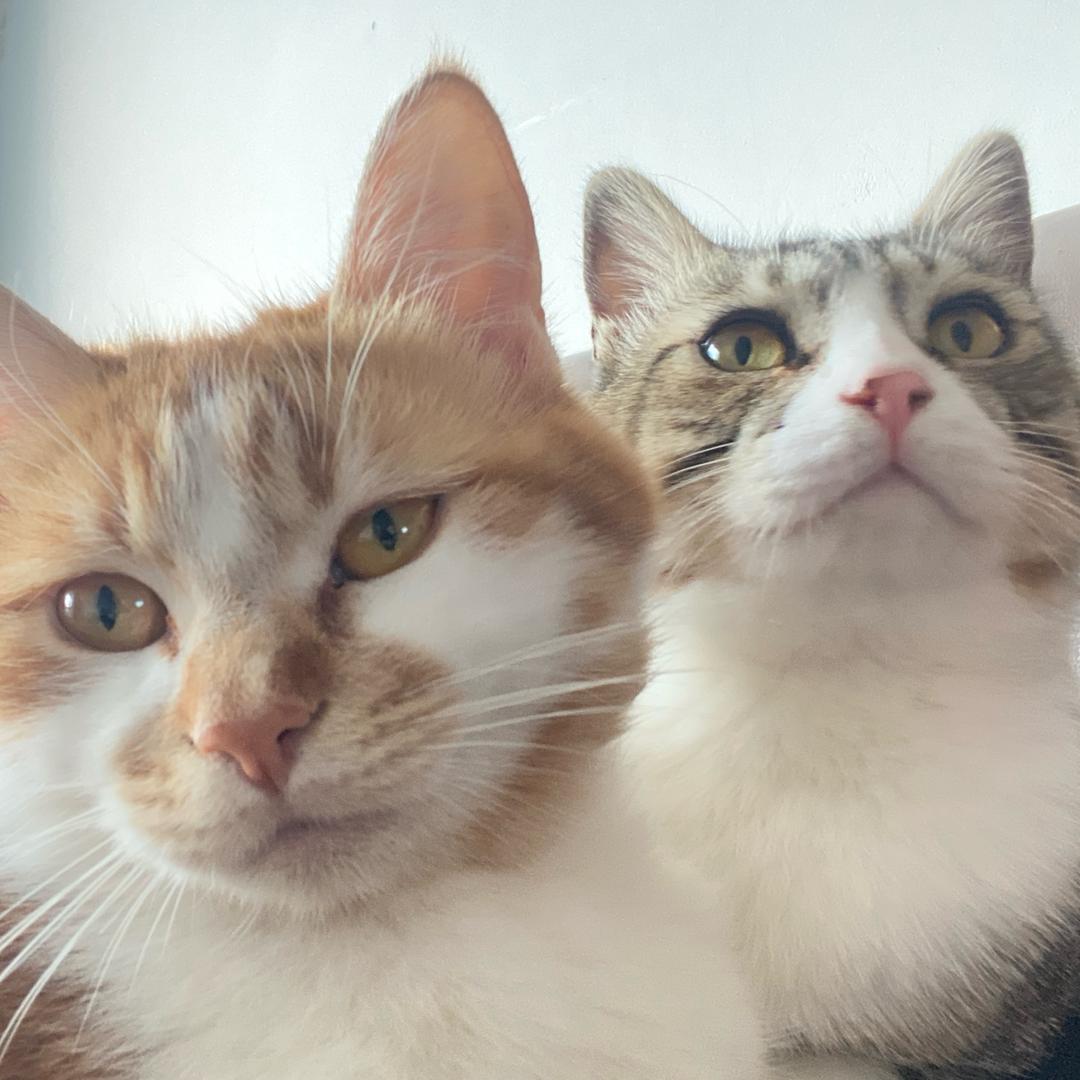 猫猫🐱汪汪🐕