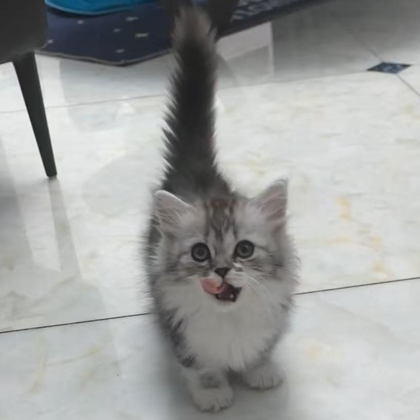 小梵和他的猫