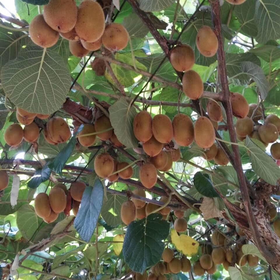 湖畔清影