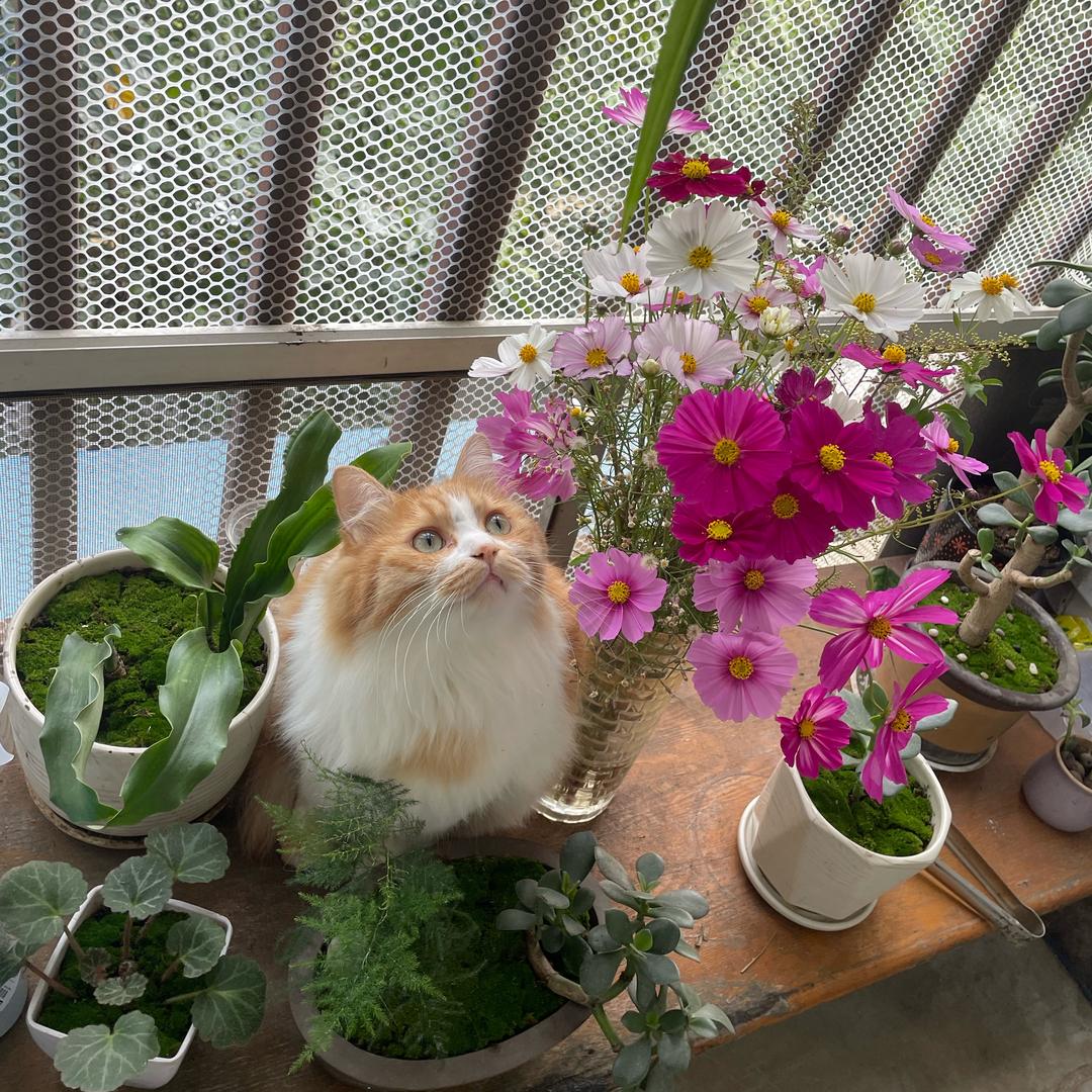 肉松是只喵🐈‍⬛