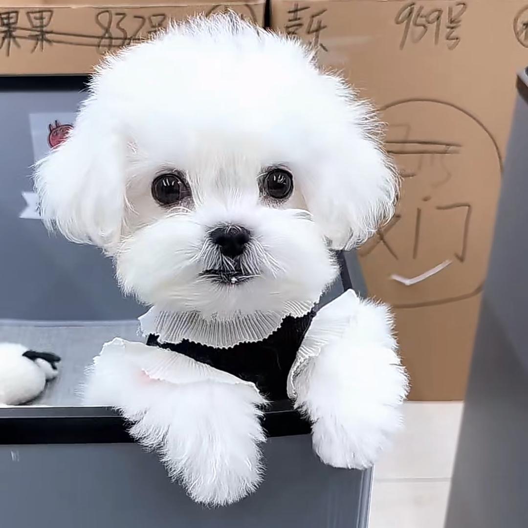 一只哈趴狗