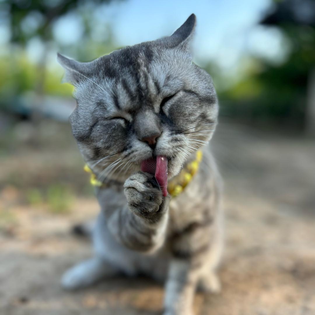 十三不是猫