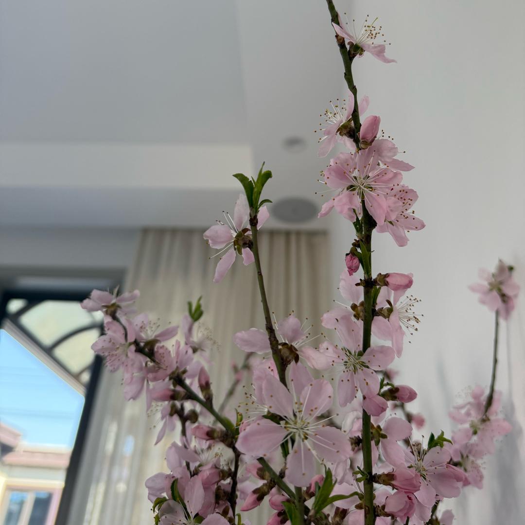 柠檬果🍋