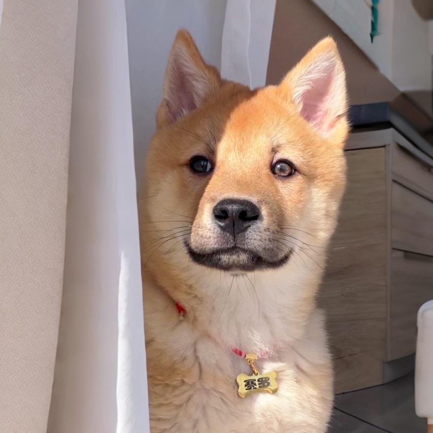赛罗是只田园犬🐶