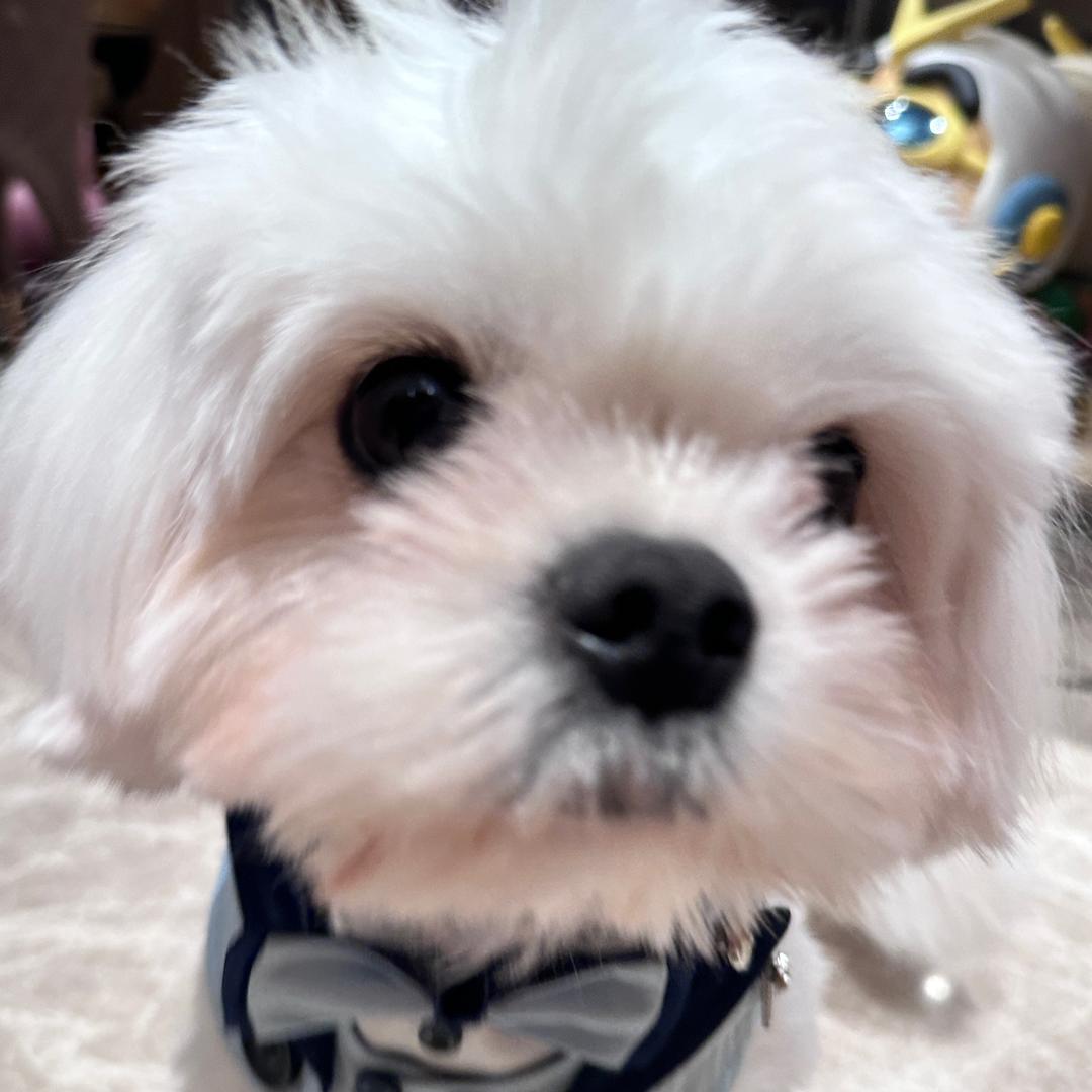 美丽董人