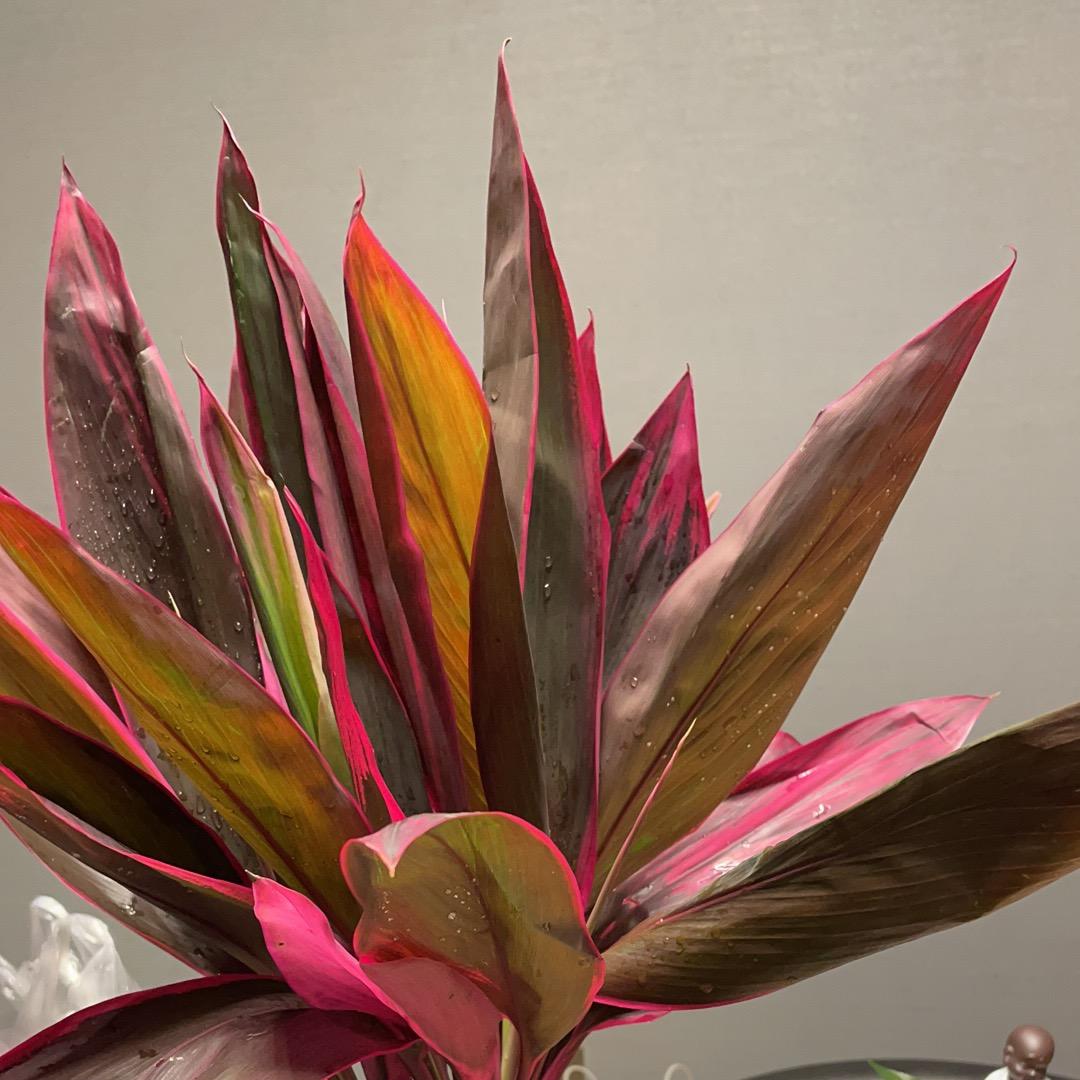 🌲壹切都挺好🎉🙏💪🌺