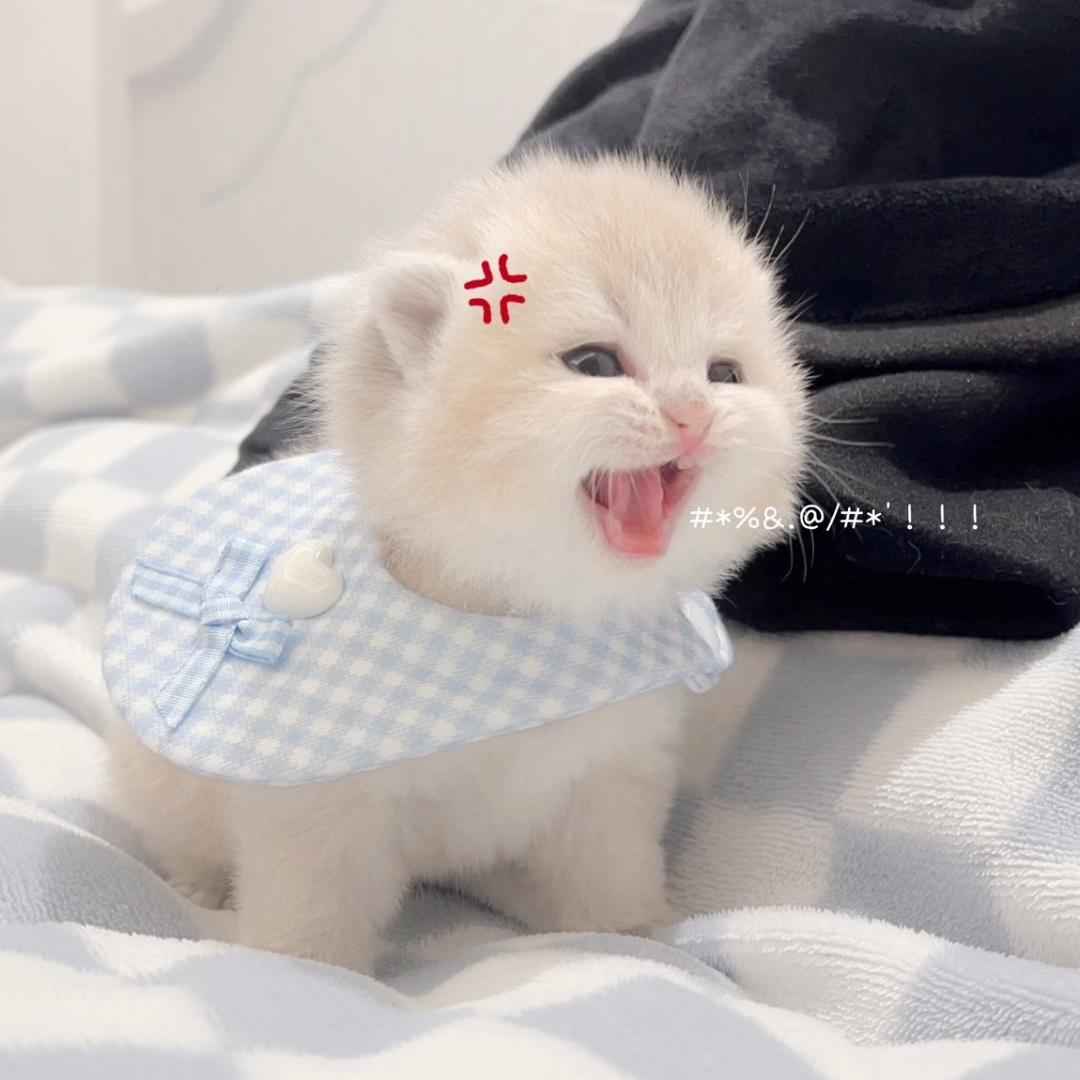 去日苦多