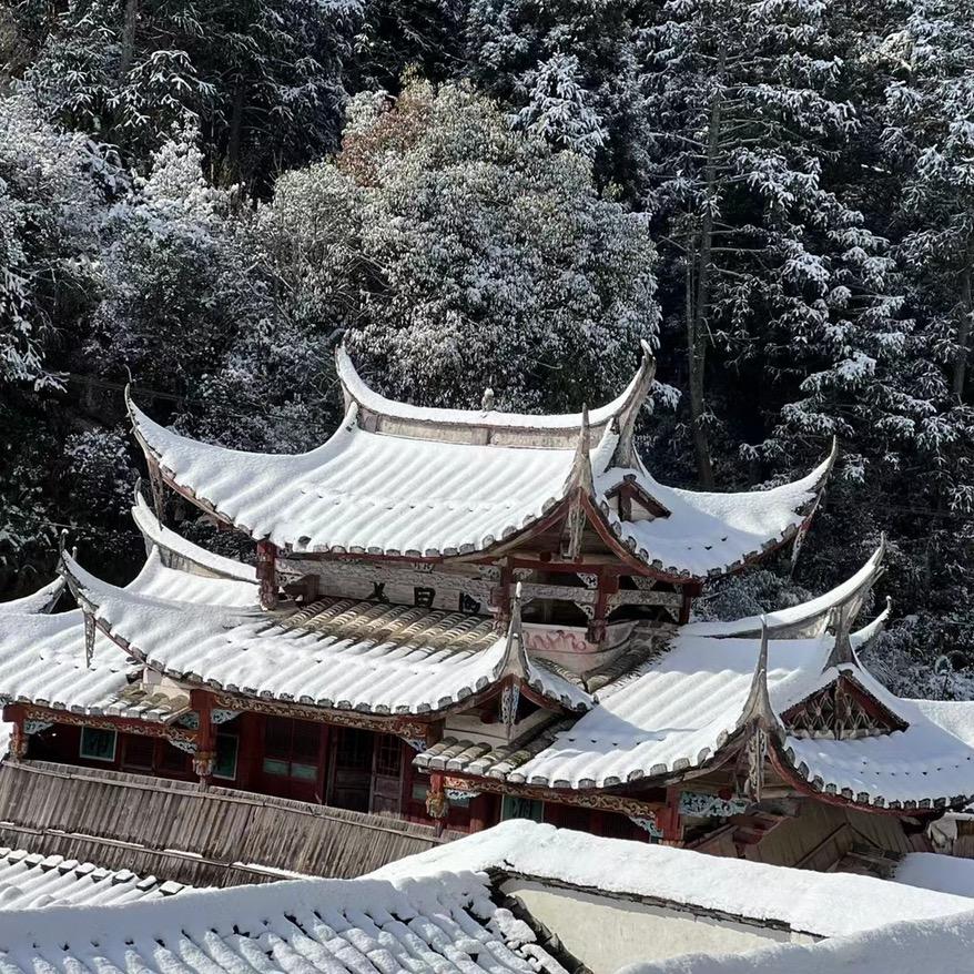好多愚!            🪳
