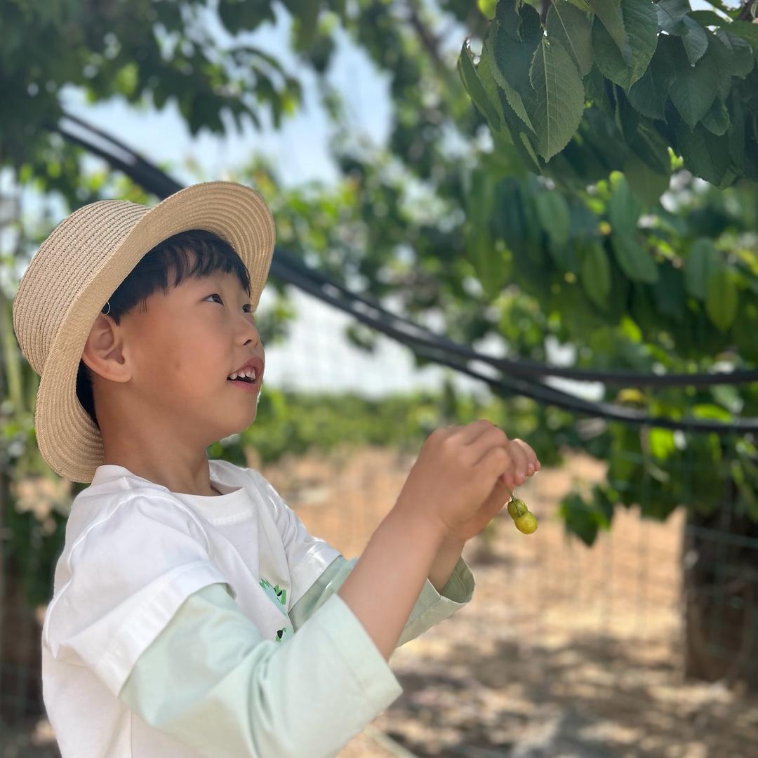 北营樱桃采摘园（可快递）🍒