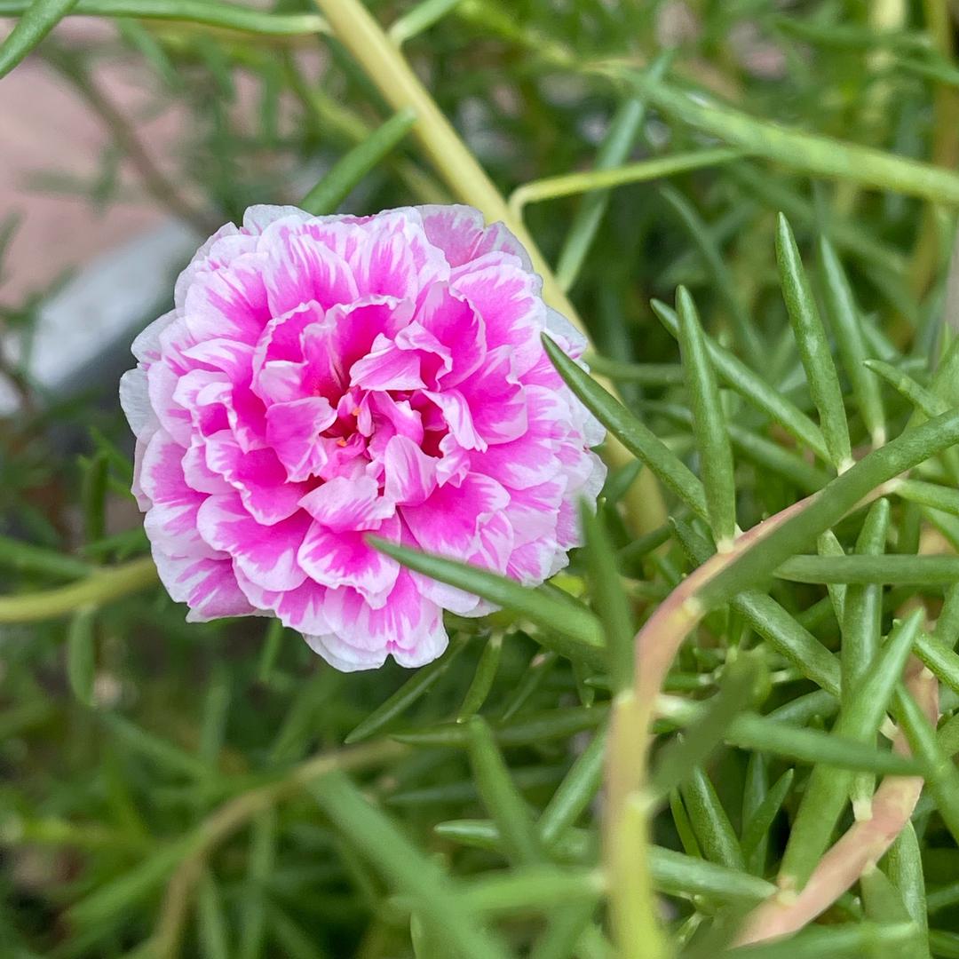 毛毛虫碎碎念