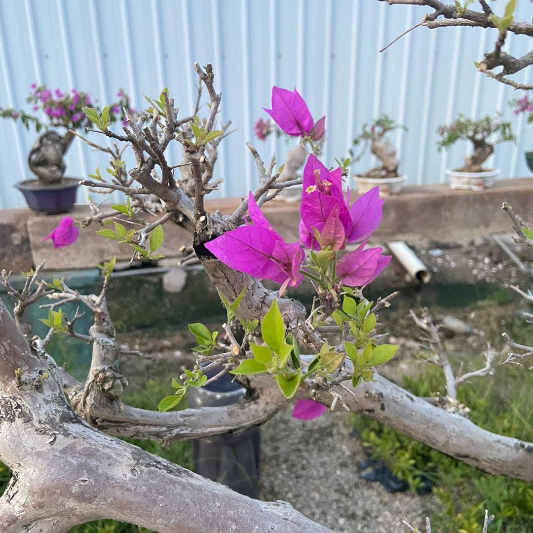 花卉基地