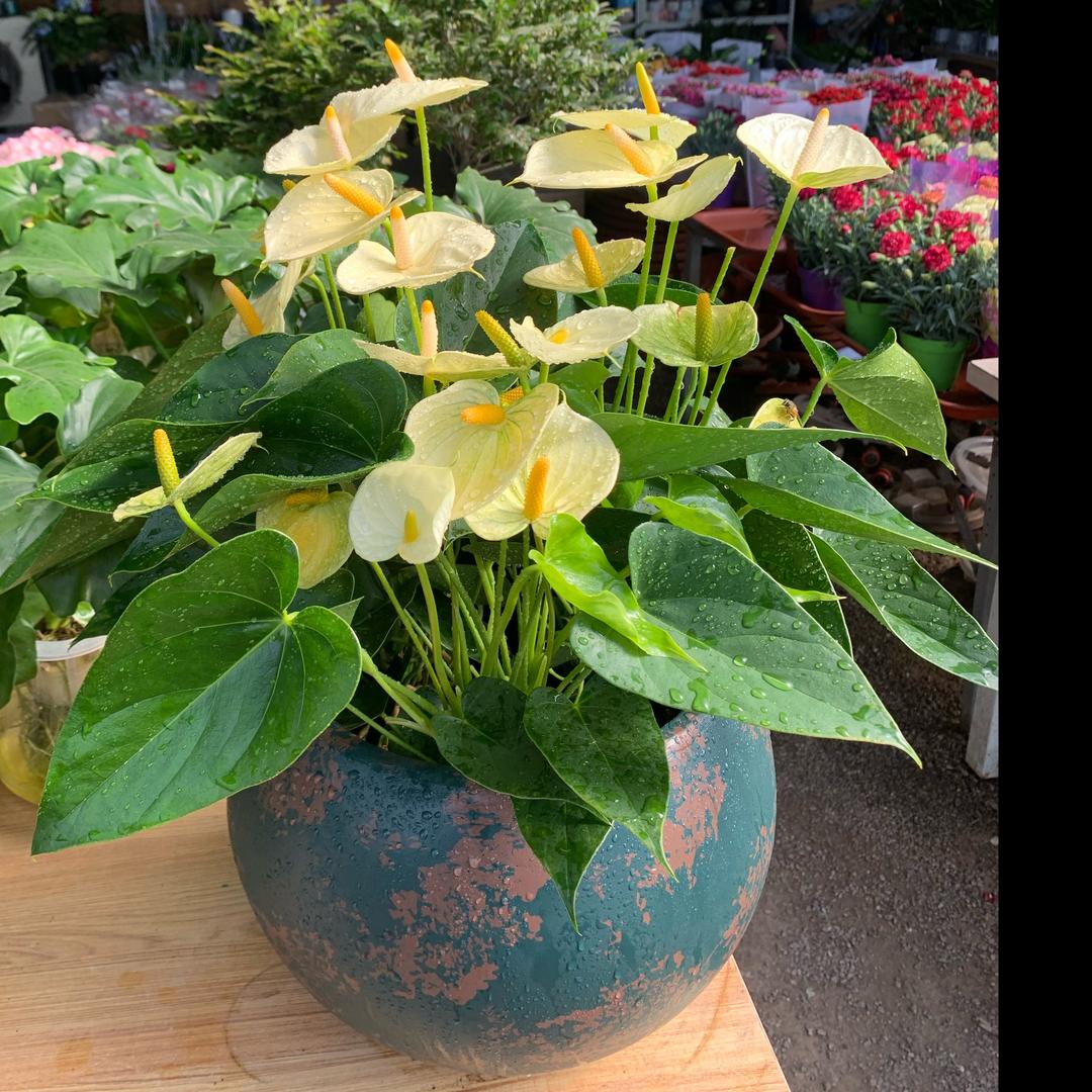 龙口市宜家花卉店