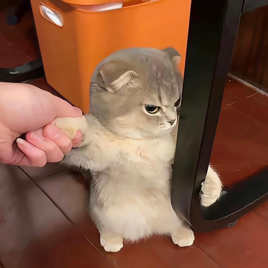 狮安杉