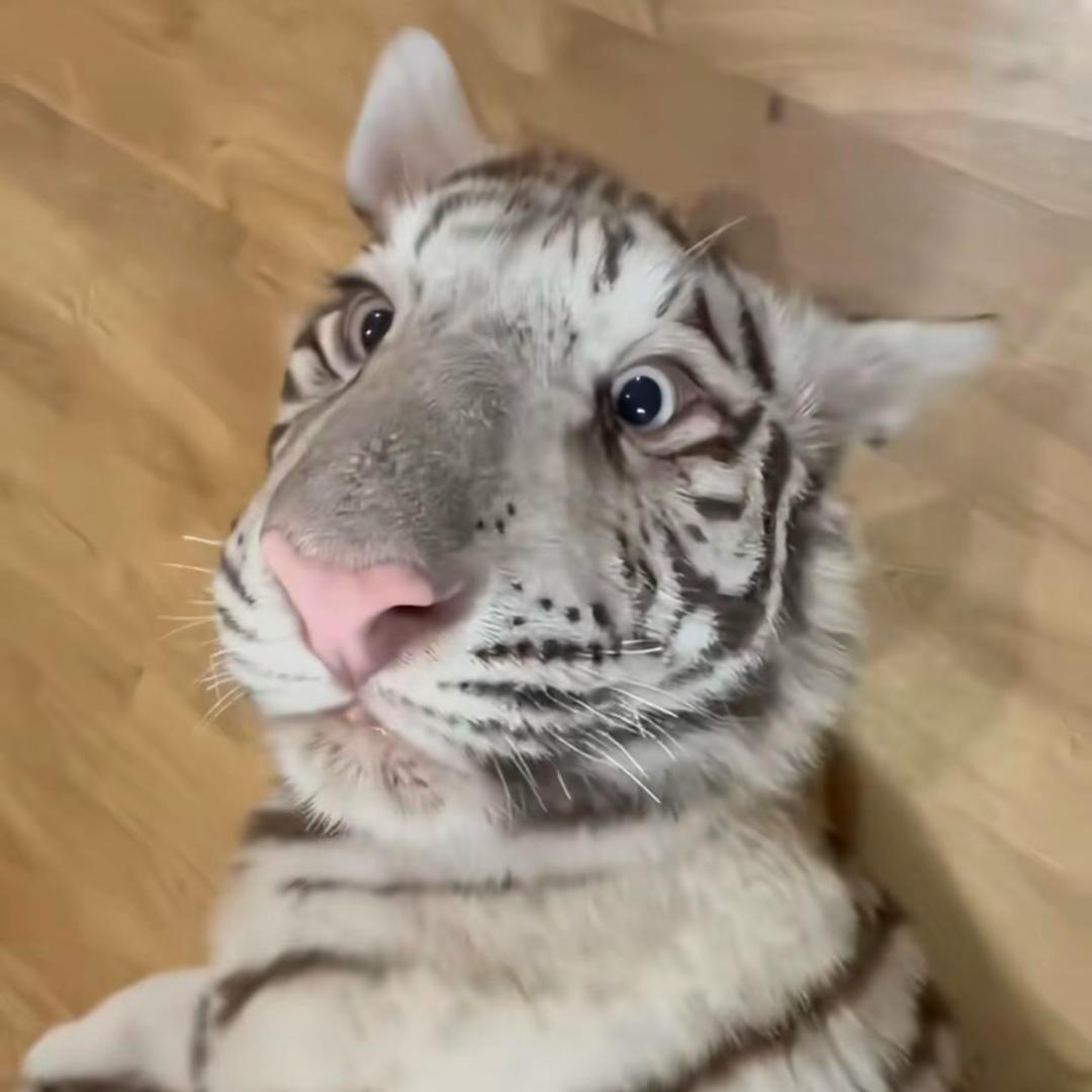 老登