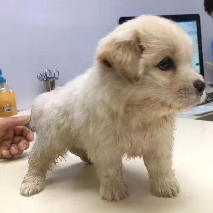 琦琦小公主