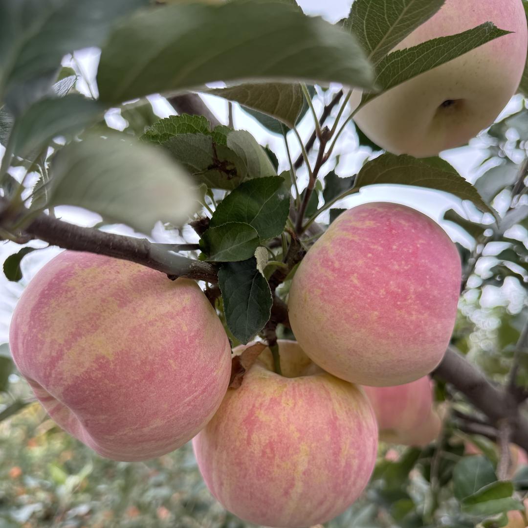 九信生鲜水果店