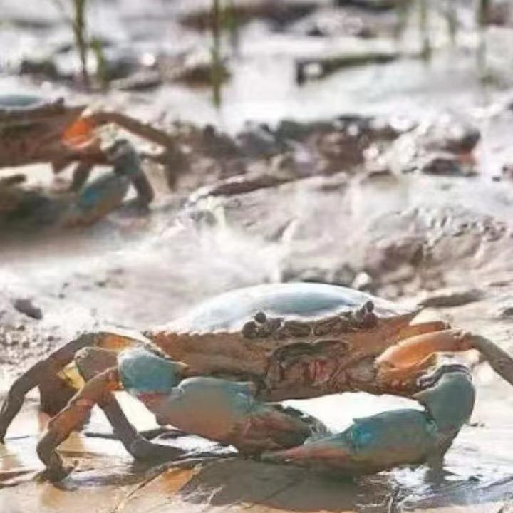 野生青蟹苗～阿六