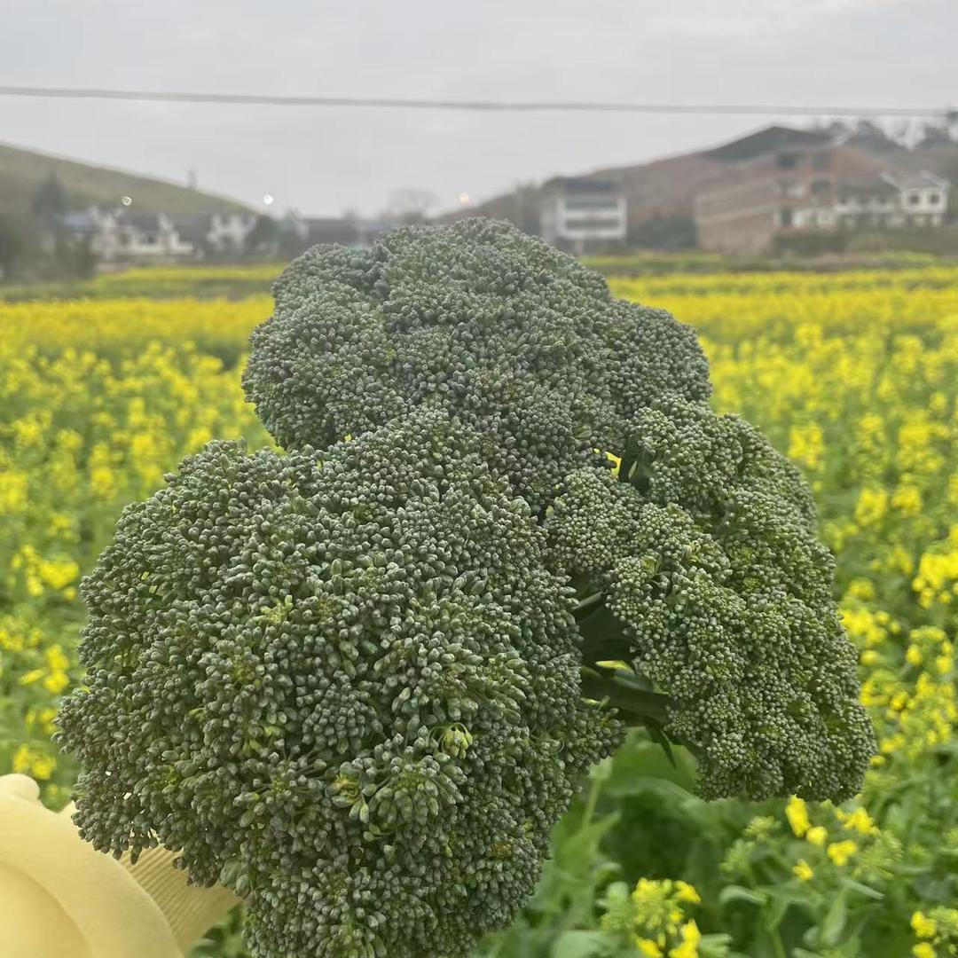 明明
