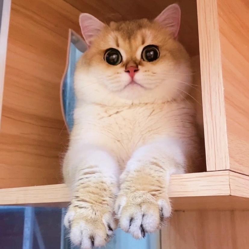 名宠宠物专营店