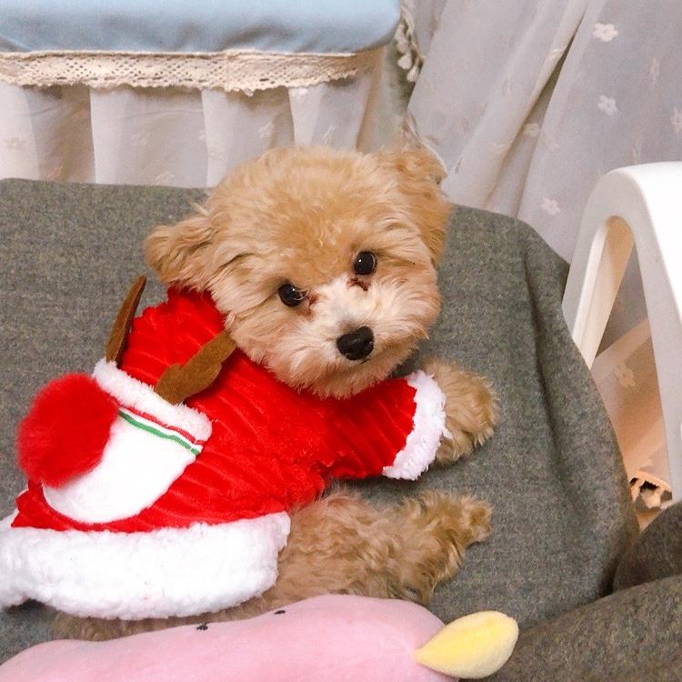 会唱歌的豆豆猪