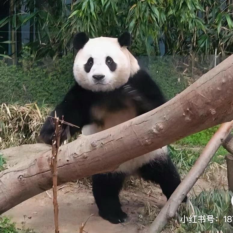 黑皮土豆