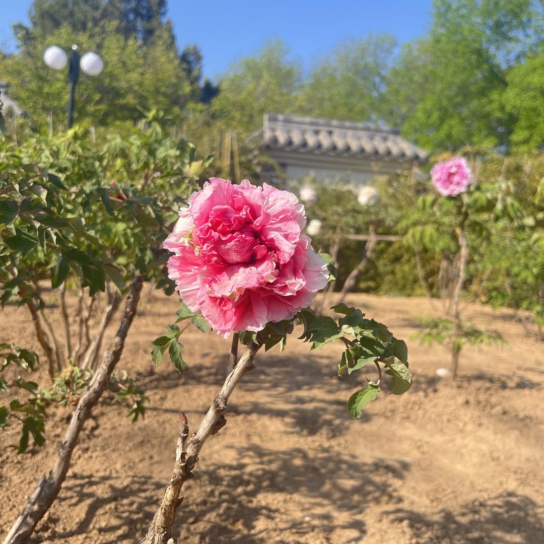 影子说…