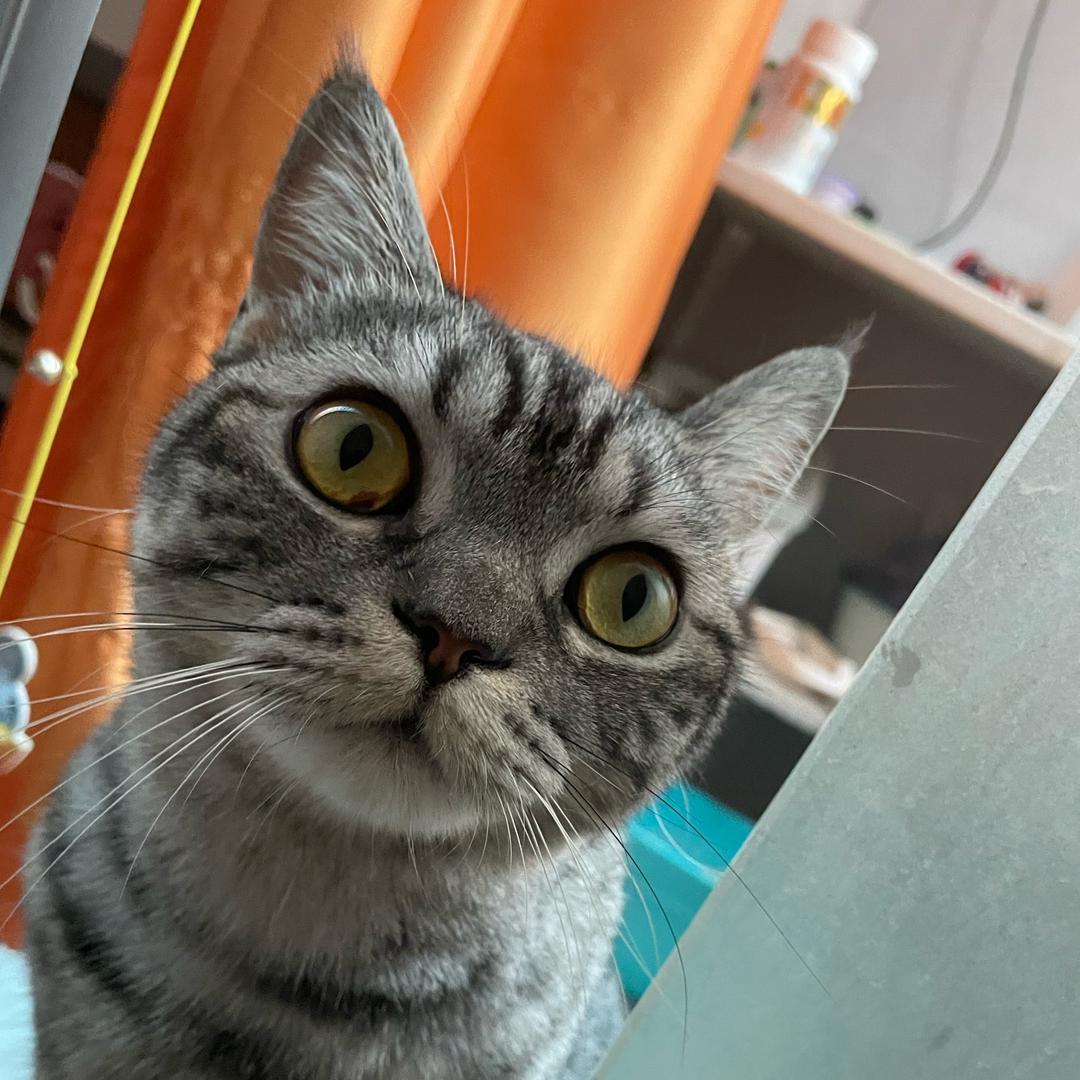 年年和它的铲屎官