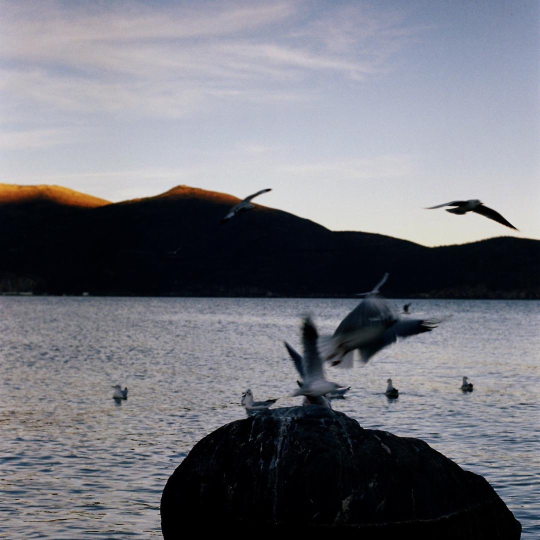 两颗互相惦念的树