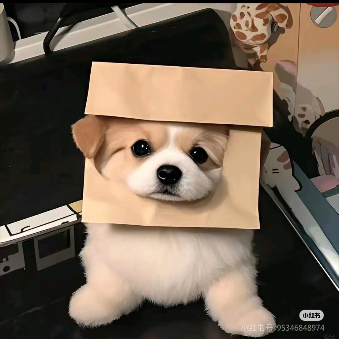 潮汕猪猪