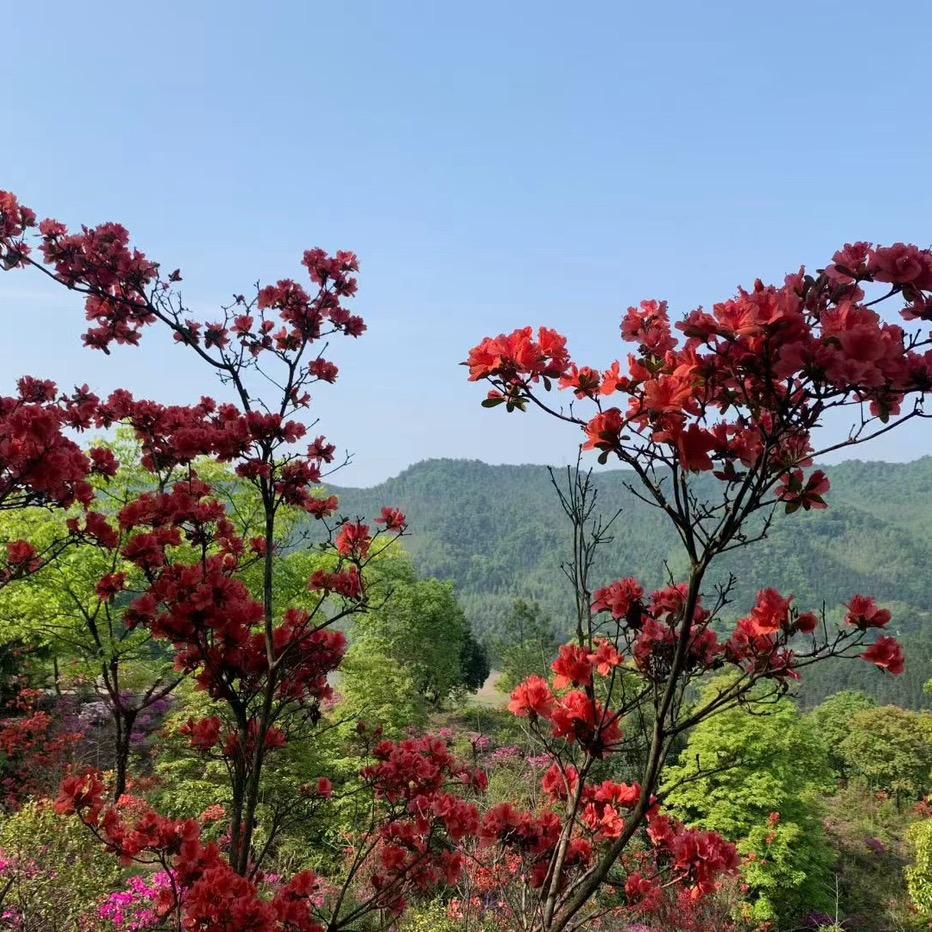老表高山绿植