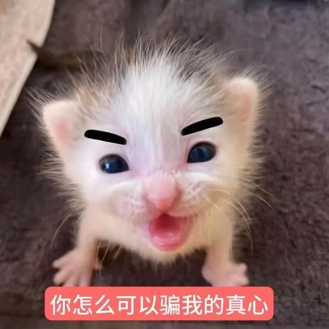 小肥想干嘛就干嘛