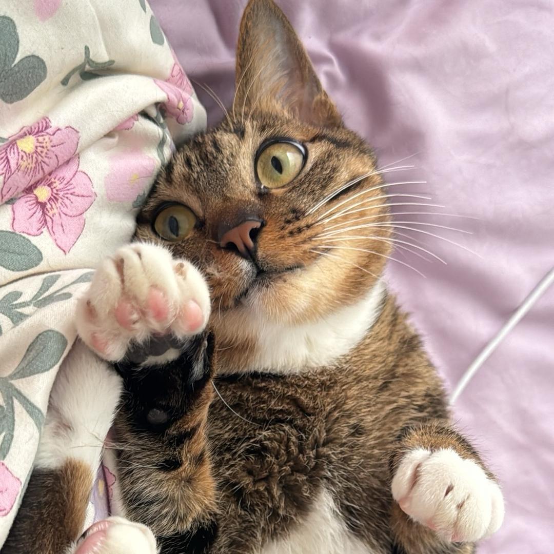 咖啡猫