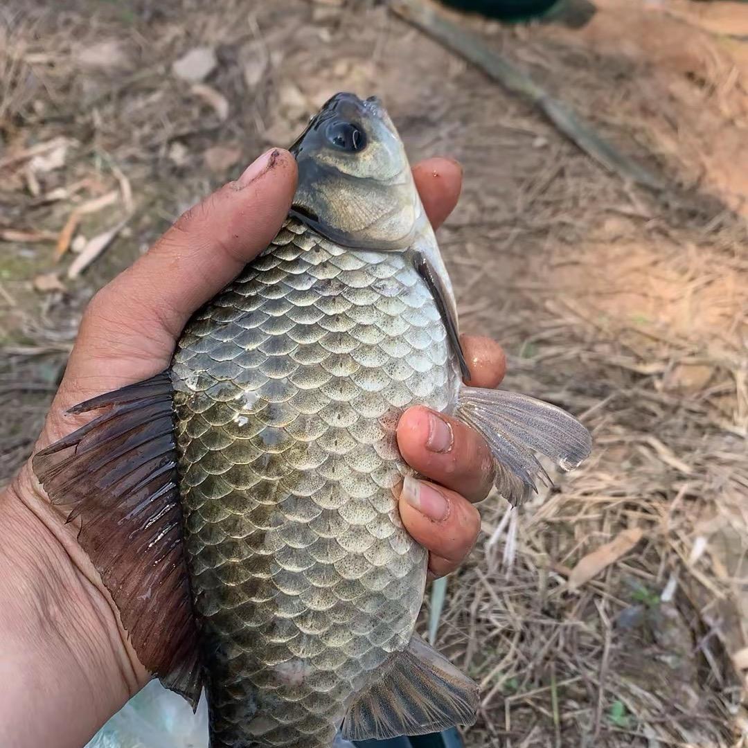 海哥等待有缘人