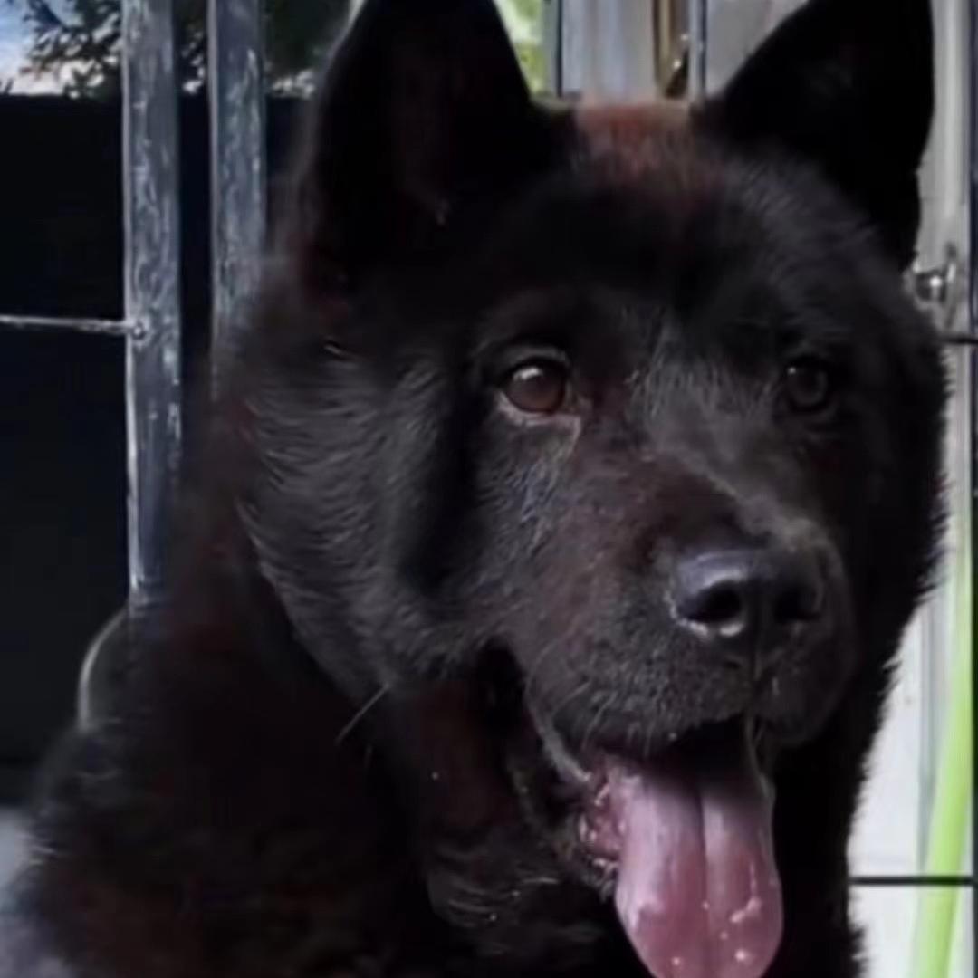 东哥田园犬