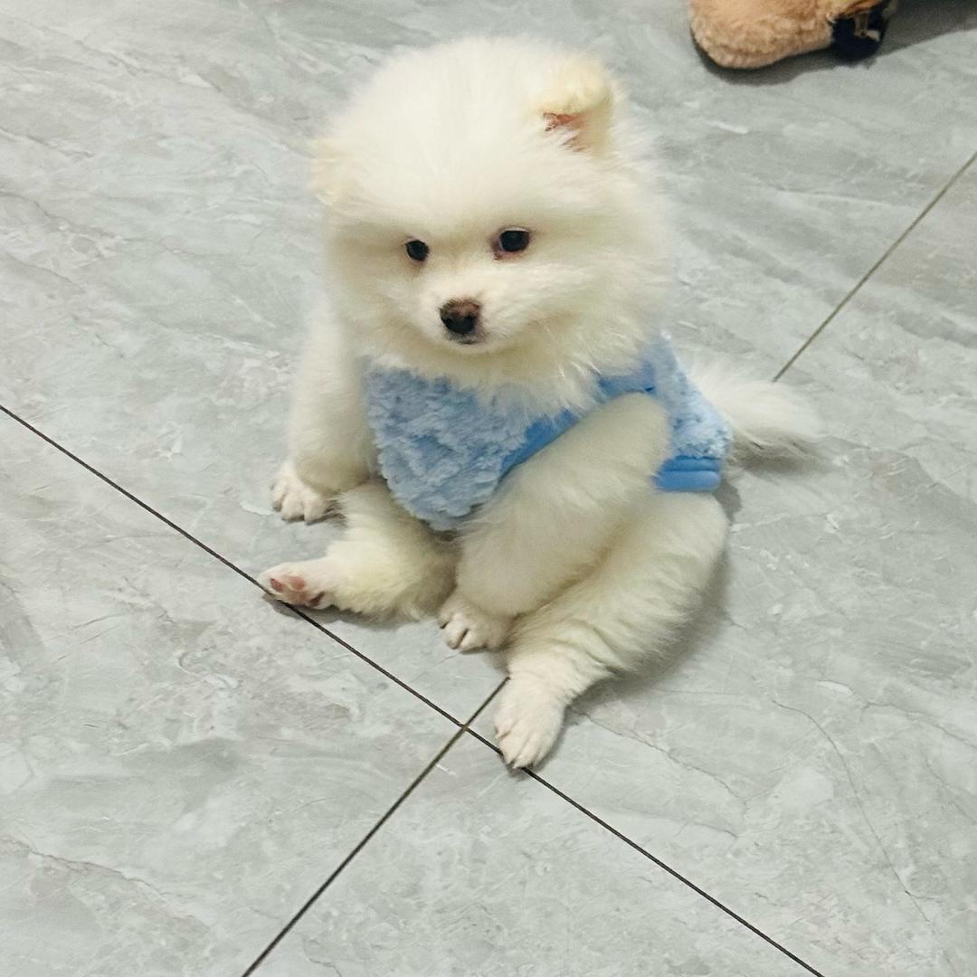 果冻是只博美呀