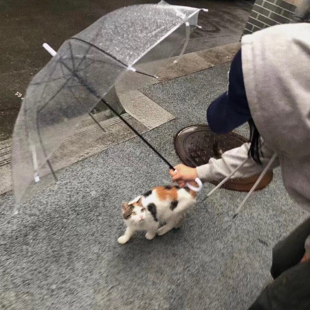 老猫猴