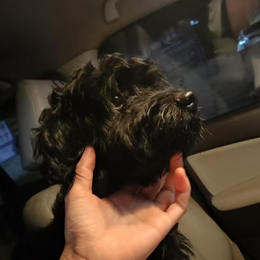 狗哥吖