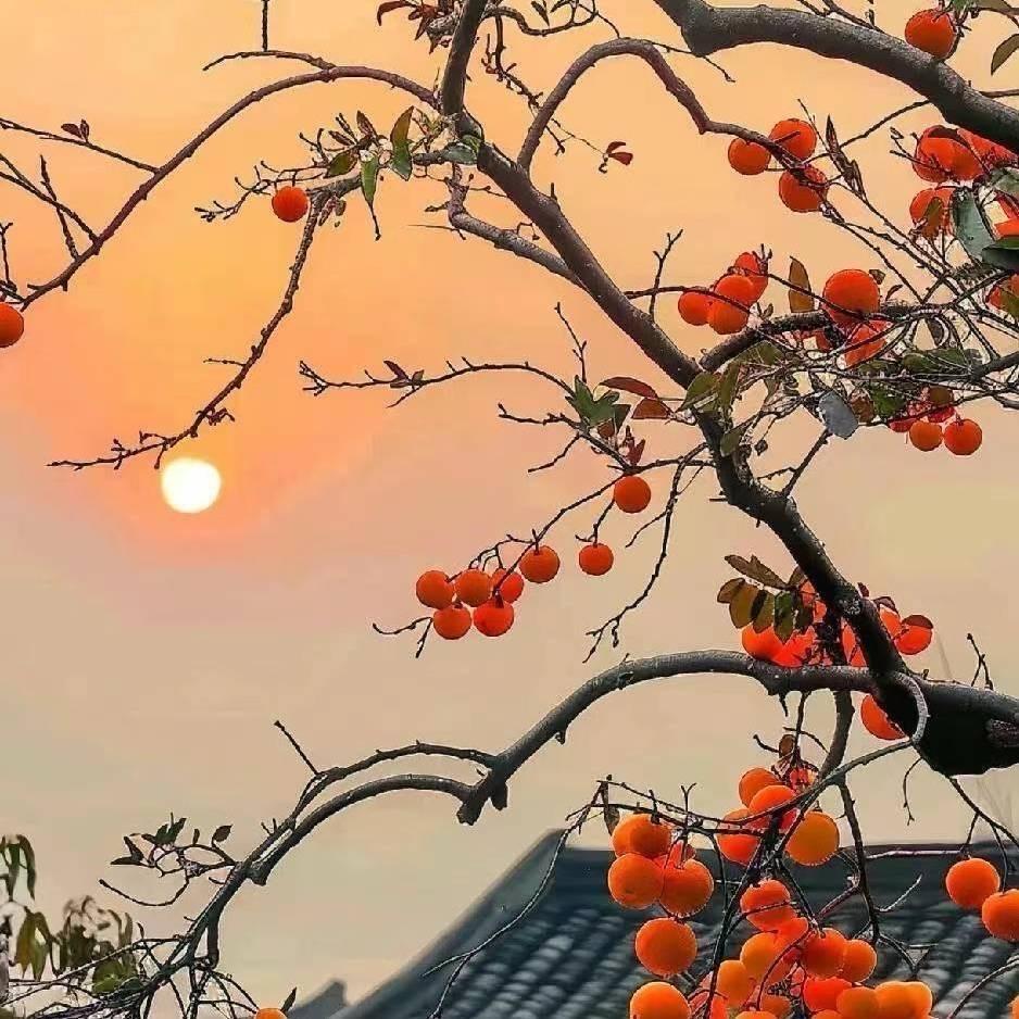 十三姨🔥天秤宝宝