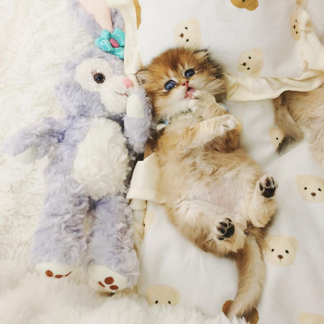 小猫学长（接生中）