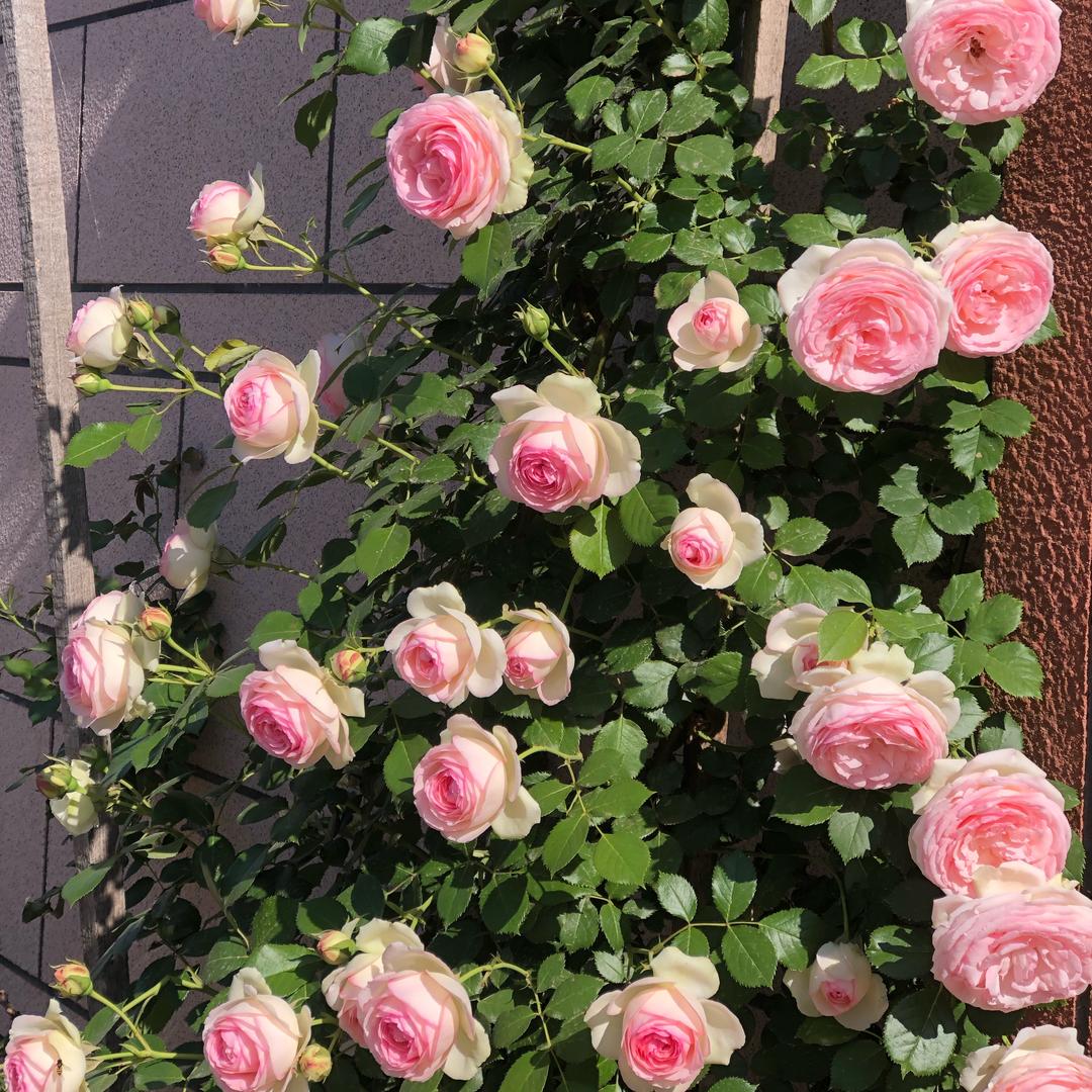✨素未谋面✨
