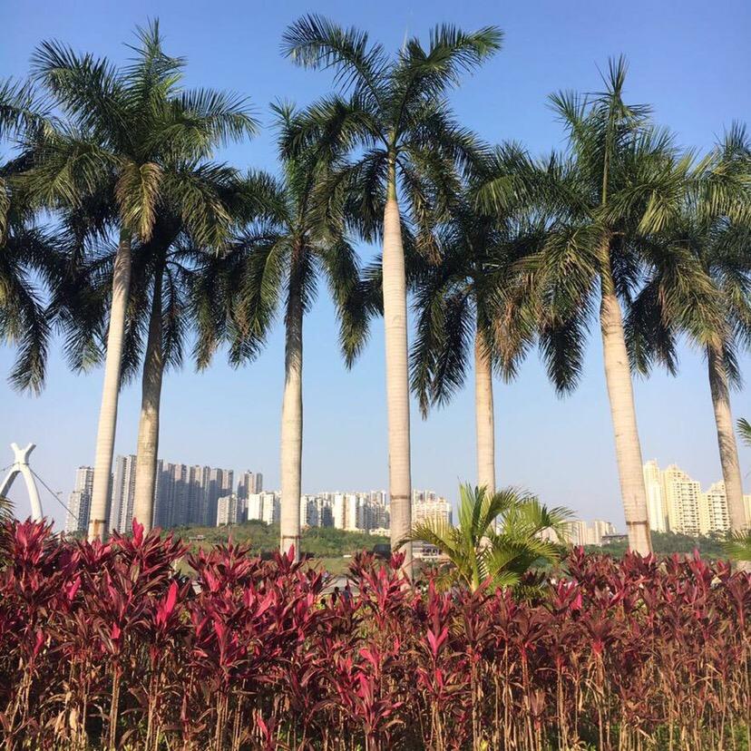 宇柠短剧