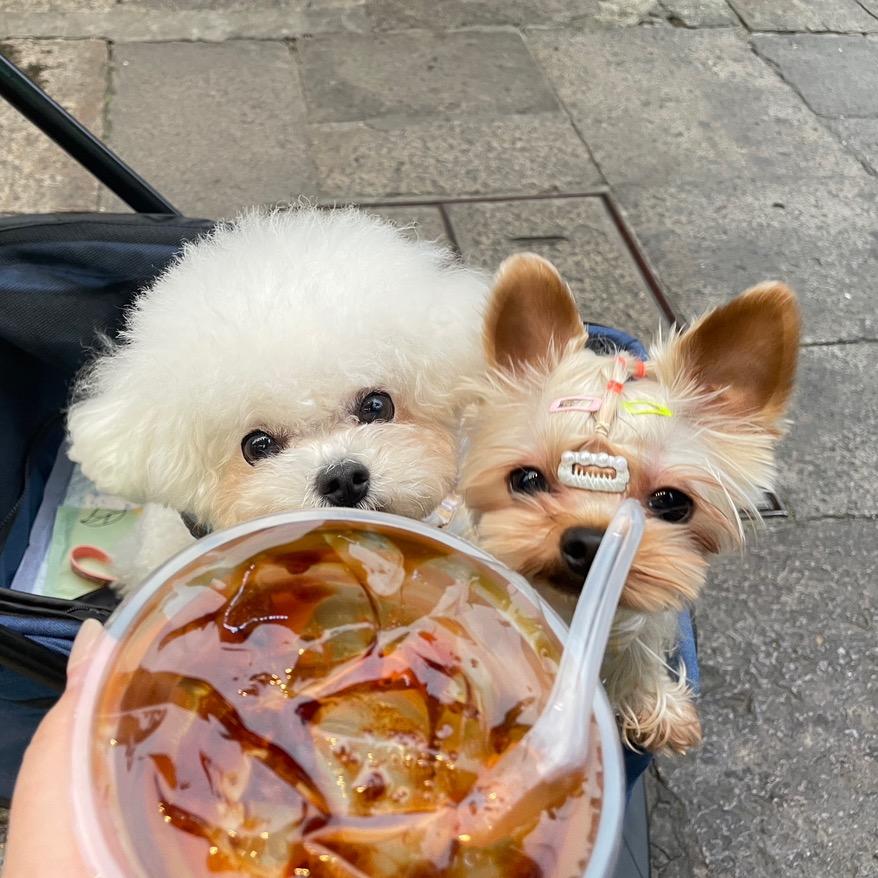 木之本犬