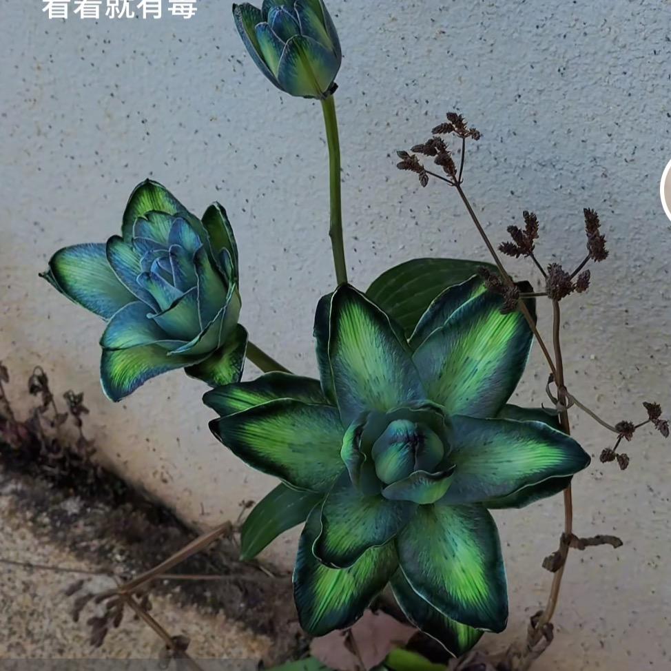 幸卉绿植