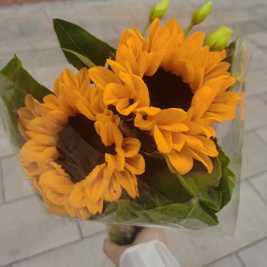 🌈    向日葵🌻