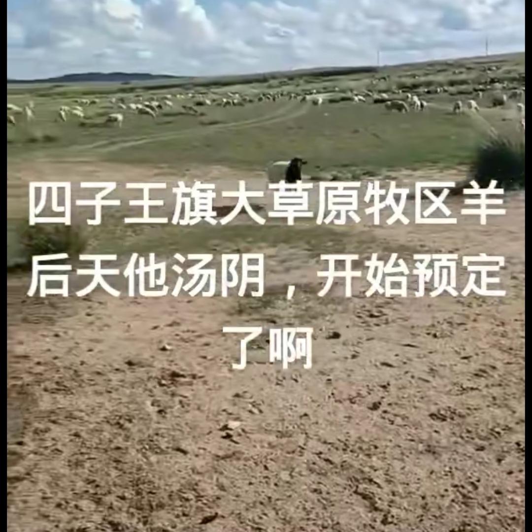 牛羊肉批发零售