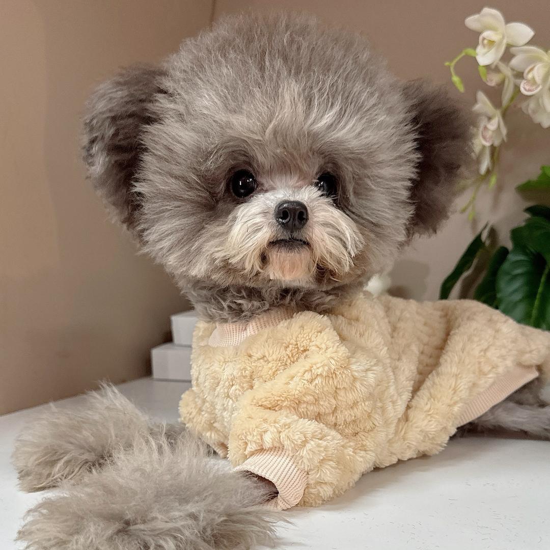 泰迪兄 精品泰迪直播2