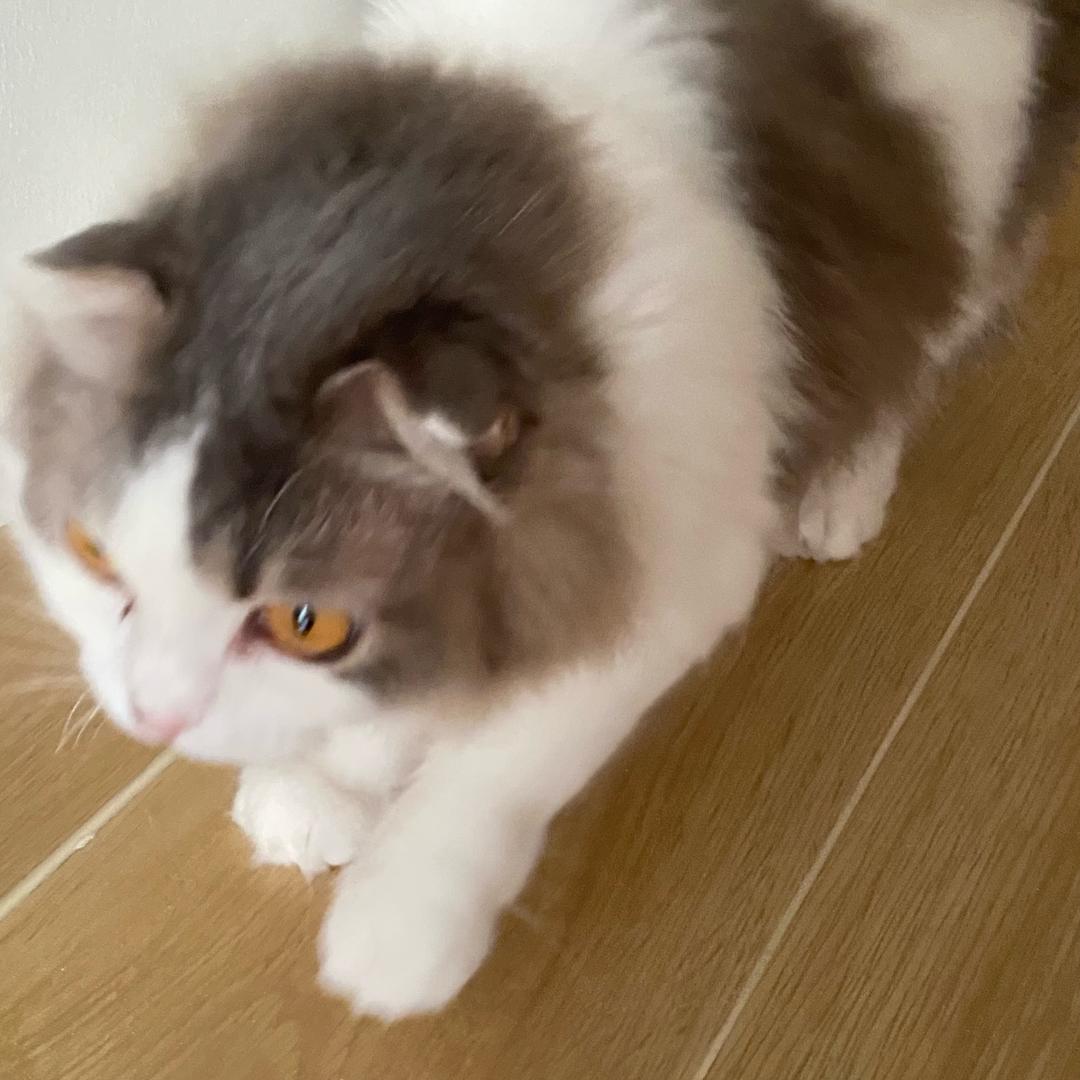 小羊🐑咩咩