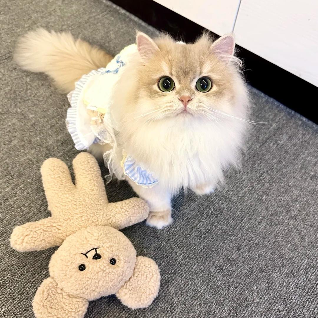 因意外变成一只猫咪